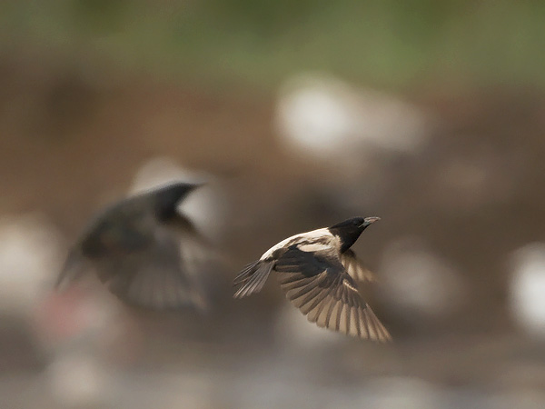 Punakottarainen, Rosy Starling, Sturnus roseus